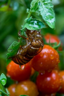 「アブラゼミ」のサムネイル画像
