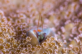 「カンザシヤドカリ(Coral Hermit Crab)」のサムネイル画像