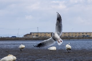 「カモメ」のサムネイル画像