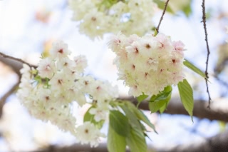 「ギョイコウ(御衣黄)」のサムネイル画像