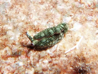 「タスジミドリガイ」のサムネイル画像