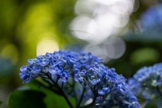 「アジサイ」のサムネイル画像