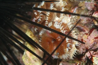 「守られて」のサムネイル画像