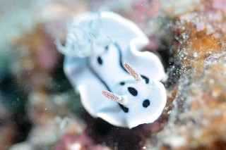 「ミゾレウミウシ」のサムネイル画像