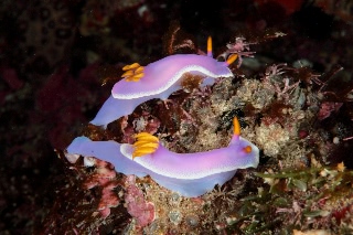 「シンデレラウミウシ」のサムネイル画像