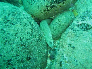 「ナガヅカ」のサムネイル画像