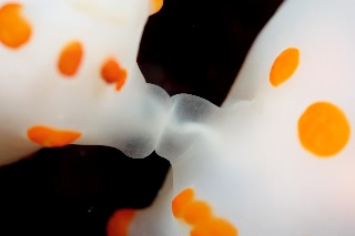 「キイボキヌハダウミウシ」のサムネイル画像