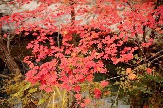 「カエデ」のサムネイル画像