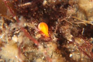 「ツユダマガイ」のサムネイル画像