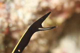 「ハナヒゲウツボ(blue ribbon eel)」のサムネイル画像