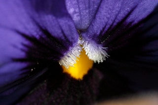 「パンジー」のサムネイル画像