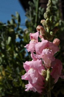 「キンギョソウ」のサムネイル画像