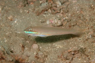 「アオハチハゼ」のサムネイル画像