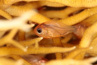 「ヒカリイシモチ属の一種」のサムネイル画像