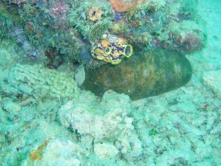 「オオクリイロナマコ」のサムネイル画像