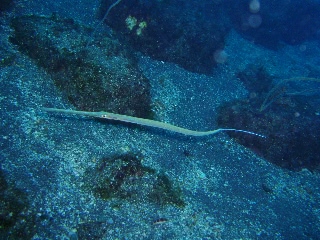 「アオヤガラ」のサムネイル画像