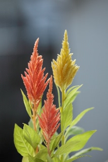 「ケイトウ(鶏頭)」のサムネイル画像