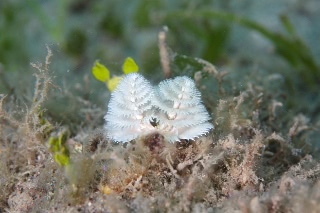 「ケヤリムシの仲間」のサムネイル画像
