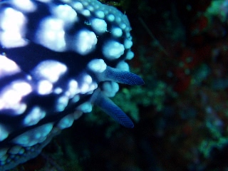 「触角」のサムネイル画像