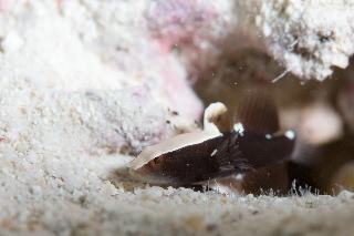 「オドリハゼ」のサムネイル画像