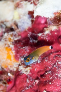 「tail spotted blenny」のサムネイル画像