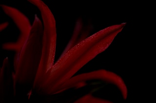 「ダイヤモンドリリー(ネリネ)」のサムネイル画像