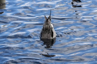 「オナガガモ」のサムネイル画像