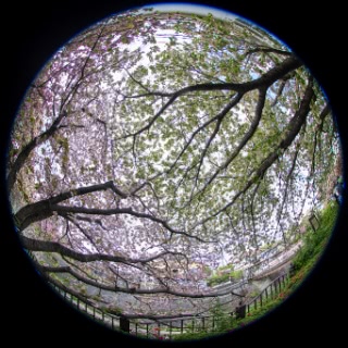 「ギョイコウ(御衣黄)」のサムネイル画像