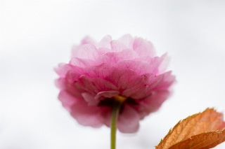 「ヤエザクラ」のサムネイル画像