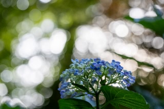 「アジサイ」のサムネイル画像