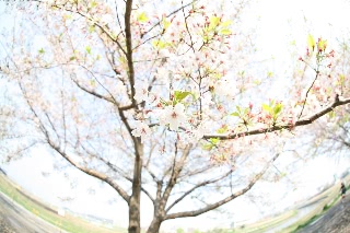 「ソメイヨシノ(染井吉野)」のサムネイル画像