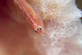 「無題」のサムネイル画像