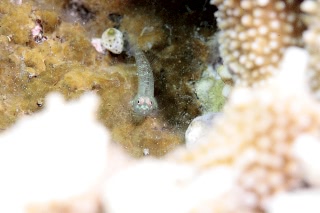 「無題」のサムネイル画像