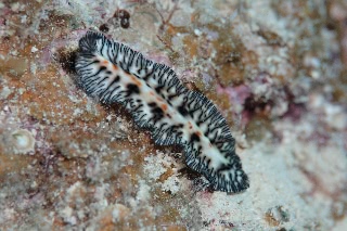 「maritigrella virgulata」のサムネイル画像