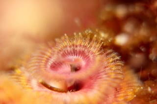 「イバラカンザシ(Christmas tree worm)」のサムネイル画像