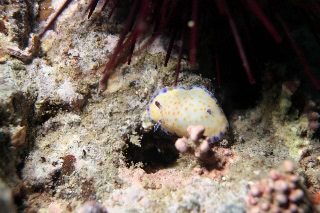 「コモンウミウシ」のサムネイル画像