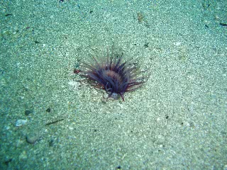 「ムラサキハナギンチャク」のサムネイル画像