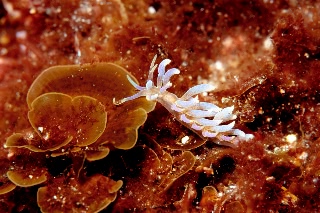 「ムカデミノウミウシ」のサムネイル画像