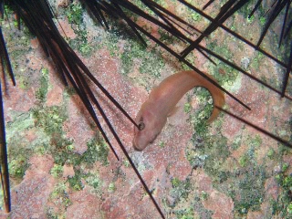 「ミサキウバウオ」のサムネイル画像