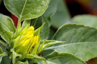 「植物の仲間」のサムネイル画像