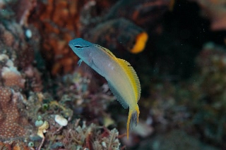 「オウゴンニジギンポ」のサムネイル画像