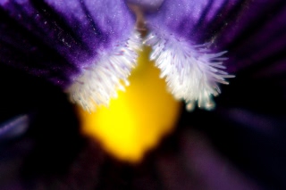 「パンジー」のサムネイル画像