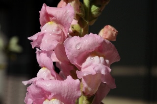 「キンギョソウ」のサムネイル画像