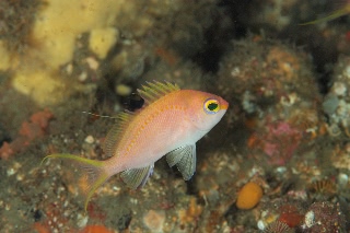 「サクラダイ」のサムネイル画像