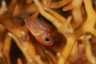 「ヒカリイシモチ属の一種」のサムネイル画像