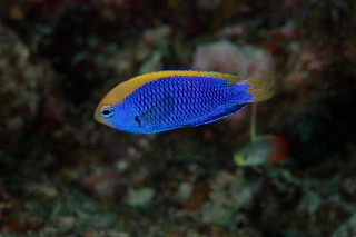 「セナキルリスズメダイ」のサムネイル画像