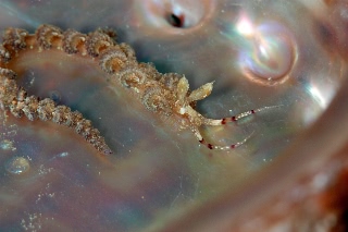 「ウミウシの仲間」のサムネイル画像