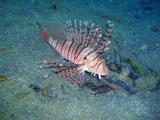 「ミノカサゴ」のサムネイル画像