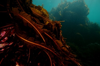 「マコンブ」のサムネイル画像