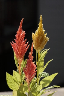 「ケイトウ(鶏頭)」のサムネイル画像